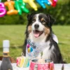 bandana d'anniversaire pour chien croci les trésors de sparow