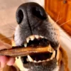 Spawghetti au porc - Friandises séchées à l'air pour chiens - Les Trésors de Sparow - Cooka's cookies