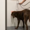 Tapis de léchage pour chien les trésors de Sparow